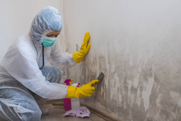 Best Certified Mold Removal  in Stevensville, MT