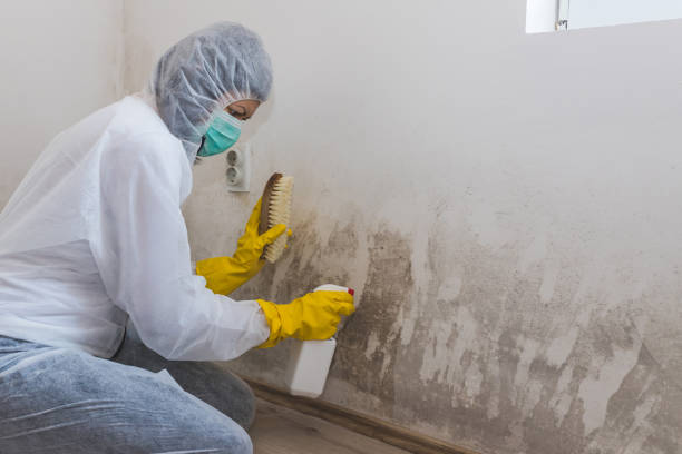 Best Mold Removal and Inspection  in Stevensville, MT