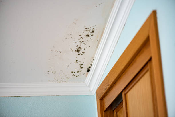 Best Water Damage Restoration  in Stevensville, MT