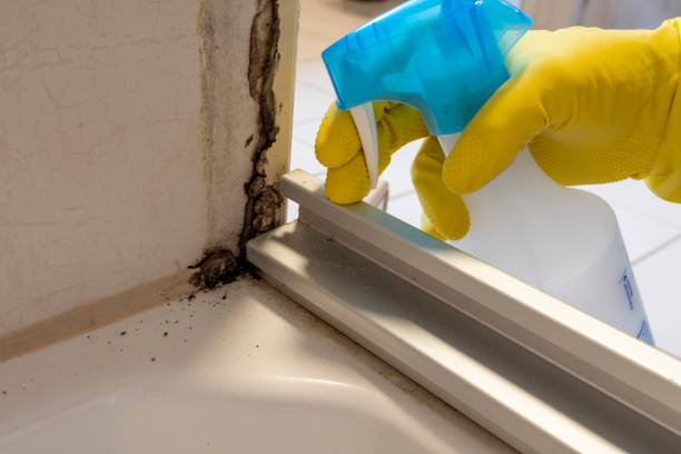 Best Mold Damage Repair  in Stevensville, MT