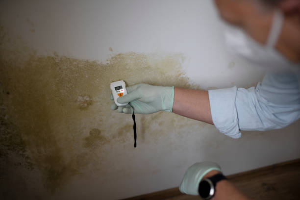 Best Commercial Mold Removal  in Stevensville, MT