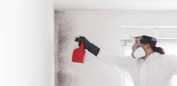 Best Fast Mold Removal  in Stevensville, MT