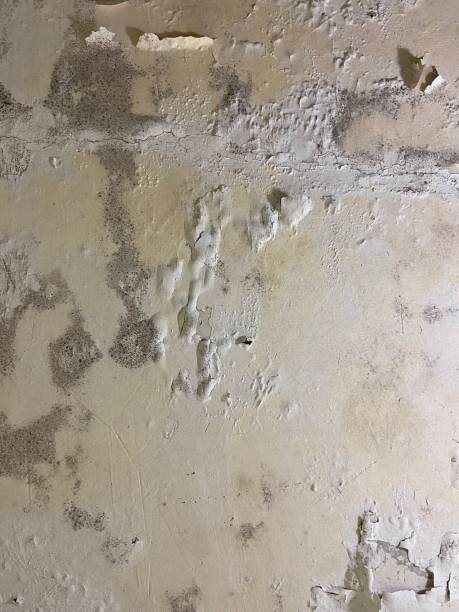 Best Residential Mold Removal  in Stevensville, MT