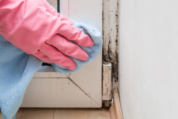 Best Mold Cleaning Services  in Stevensville, MT