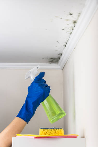 Best Professional Mold Removal  in Stevensville, MT